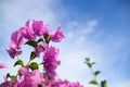 Pink flowers on background of blue sky Royalty Free Stock Photo