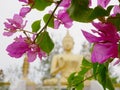 Pink Bougainvillea flowers with blurry big golden Buddha statue in the background Royalty Free Stock Photo