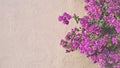 Pink bougainvillea flowers cascade down beige wall. Spring splash of color. Royalty Free Stock Photo