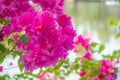 Pink bougainvillea flowers close up with blur background Royalty Free Stock Photo