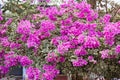 Pink Bougainvillea flowers,Family Nyctaginaceae Royalty Free Stock Photo