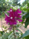 Pink Bougainvillea Flowers that Bloom Together Royalty Free Stock Photo