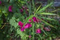 Pink bougainvillea flowers with green leaves Royalty Free Stock Photo