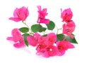 Pink Bougainvillea flowers isolated on white background Royalty Free Stock Photo