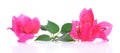 Pink Bougainvillea flowers isolated on white background