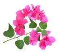 Pink Bougainvillea flowers isolated on white background Royalty Free Stock Photo