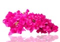 Pink bougainvillea flowers isolated on white background. Royalty Free Stock Photo