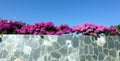 Pink Bougainvillea Flowers on Marble Royalty Free Stock Photo