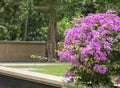 Pink Bougainvillea flowers 2