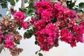 Pink Bougainvillea Flowers with White Wall Background