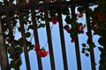 Pink Bougainvillea flowers on wood trellis in Baja, Mexico Royalty Free Stock Photo