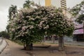 Pink bougainvillea in Goiania city