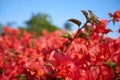 Pink Bougainvillea Hedge Under Blue Sky