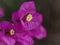 Pink Bougainvillea inflorescence with yellow flowers