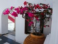 Pink Bougainvillea in Large Urn Royalty Free Stock Photo