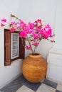 Pink Bougainvillea in Large Urn Royalty Free Stock Photo