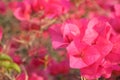 Pink bougainvillea red pink flower