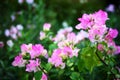 Pink Bougainvillea spectabilis flower