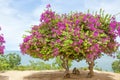 Pink Bougainvillea Tree 3