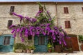 Pink Bougainvillea Tree on the wall of an old house