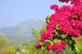Pink bougainvillea and view of mountain