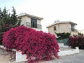 Pink bougainvillea on a white stone fence of a Greek house on a Sunny summer day