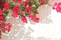 Pink bougainvillea on a white wall with copyspace mediterranean spring and summer background