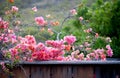 Pink Bougainvilleas