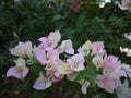 A pink bouquet Bouganvilla flowers are blooming in spring season. Royalty Free Stock Photo