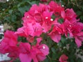 A pink bouquet Bouganvilla flowers are blooming in spring season. Royalty Free Stock Photo