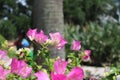 Pink bouganvillea