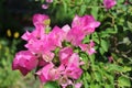 Pink bouganvillea