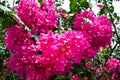 Pink Bouganvillea flower blossoms