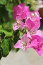 Pink bouganvillea