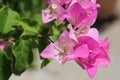 Pink bouganvillea