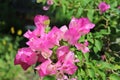 Pink bouganvillea