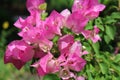 Pink bouganvillea