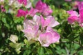 Pink bouganvillea