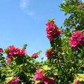 Pink bougaville flower Royalty Free Stock Photo