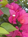 Pink Bougenville flower