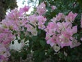 A pink bouquet Bouganvilla flowers are blooming in spring season. Royalty Free Stock Photo