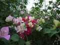 A pink bouquet Bouganvilla flowers are blooming in spring season. Royalty Free Stock Photo