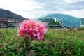 A pink bouquet of flowers lies on a green bush against the background of the sights, the glass bridge of the world in Tbilisi