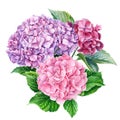 Pink bouquet of hydrangea flowers, isolated white background. Watercolor botanical illustration, flora design Royalty Free Stock Photo