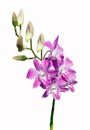 Pink bouquet orchids flower Royalty Free Stock Photo