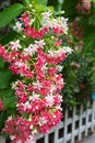 Pink Bouquet of Quisqualis Indica flower