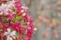 Pink Bouquet of Quisqualis Indica flower closeup