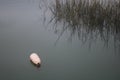 Pink bouy floating on water in the inlet on dreary day