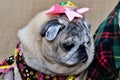 Pink bow pug on head and colorful redneck dress