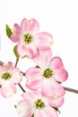 Pink Bracts on Flowering Dogwood Tree Royalty Free Stock Photo